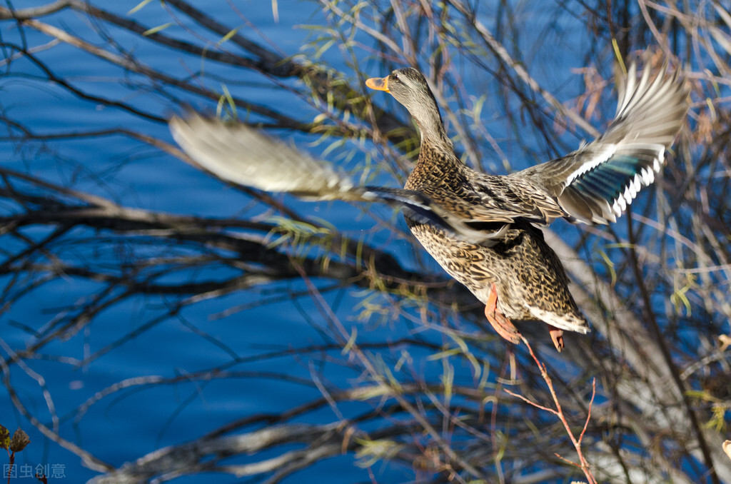 苇塘湖小野鸭哪里去了？老鼠蛇黄鼬雀鹰乌鸦黑鱼都是野鸭天敌
