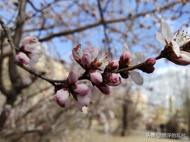 vivoiqooz5评测,vivoiqoo9评测视频