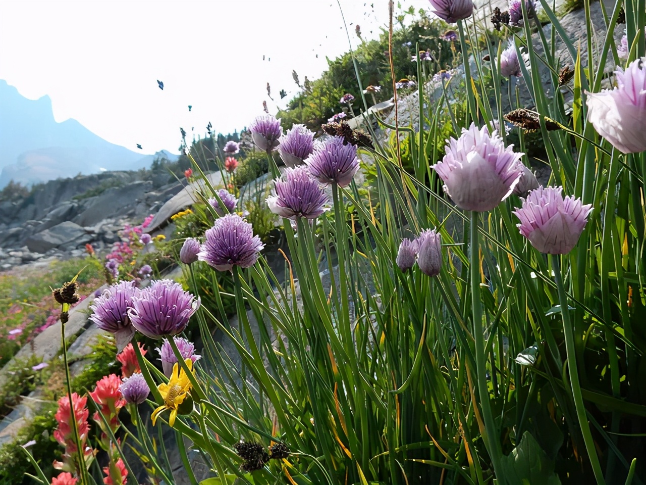 观花草本植物推荐,最具观赏性的观叶植物