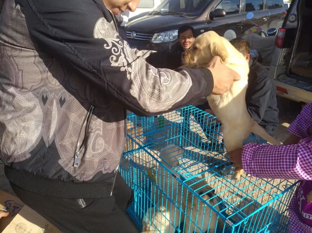 拉布拉多犬多少钱能买到,拉布拉多犬市场价多少钱一只