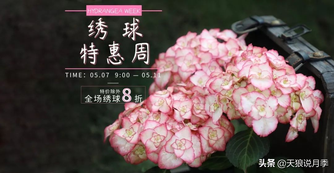 绣球季家里不缺花，全场8折迎初夏
