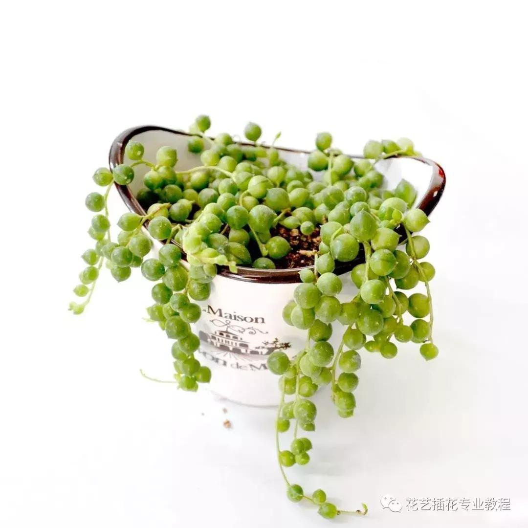 花艺课程绿植教程,花艺种植培训零基础课程入门