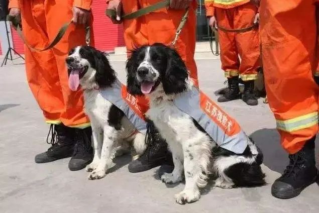 14年前67条搜救犬有哪些,最好的搜救犬是哪只