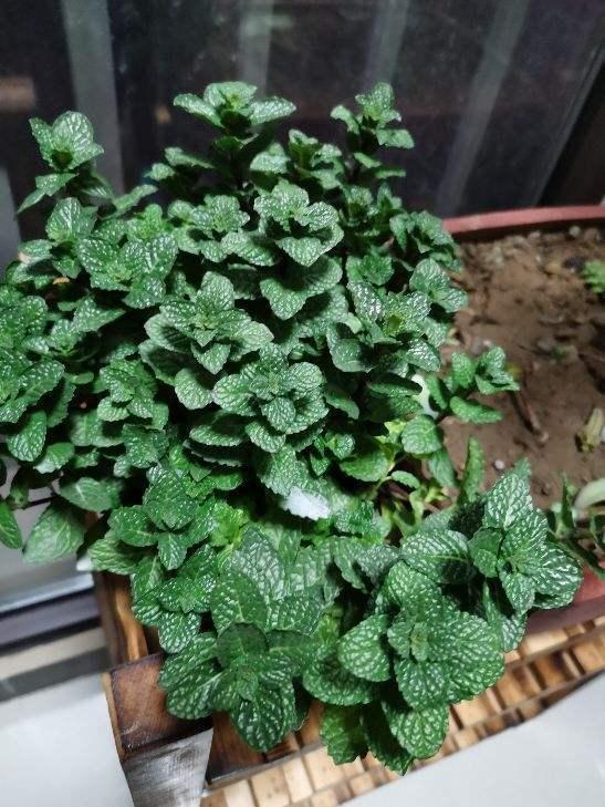 朋友家掐点薄荷塞土里，很快窜到半米高，摘点泡水清凉醒脑！