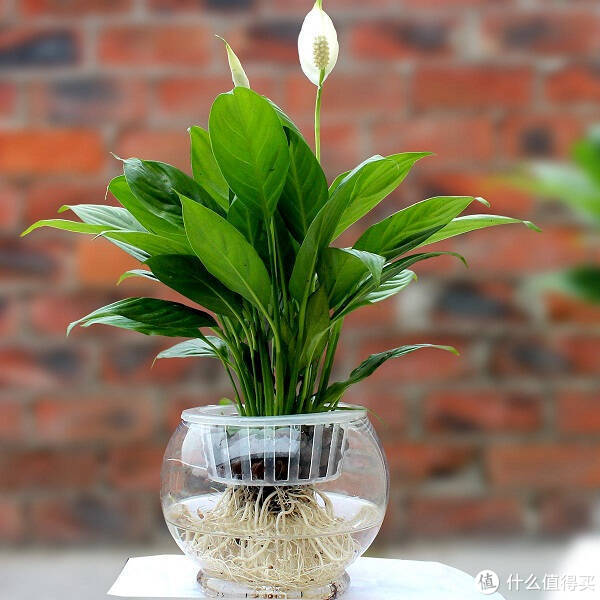 适合家里养的净化空气的植物,哪些植物对猫咪无毒又能吸附甲醛