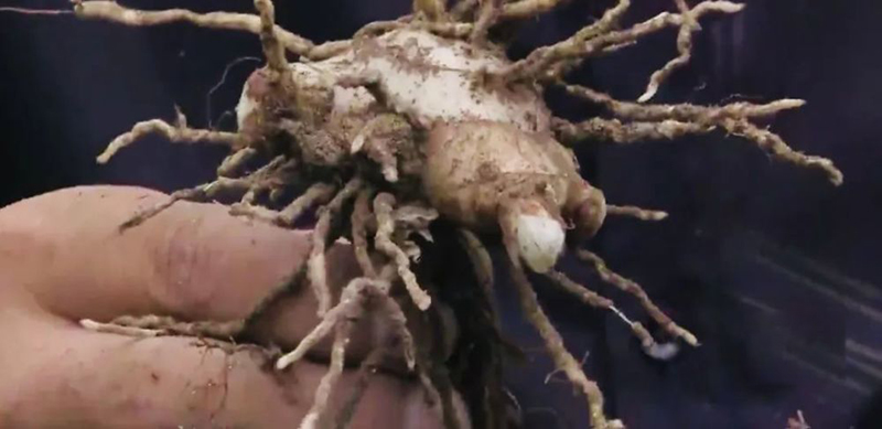 农村小伙投资种植中药材,农村种植致富项目中药材