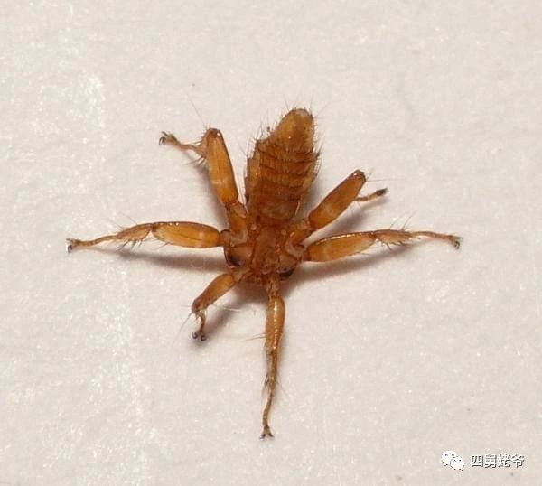 蛛蝇NycteribiaStylidiopsis