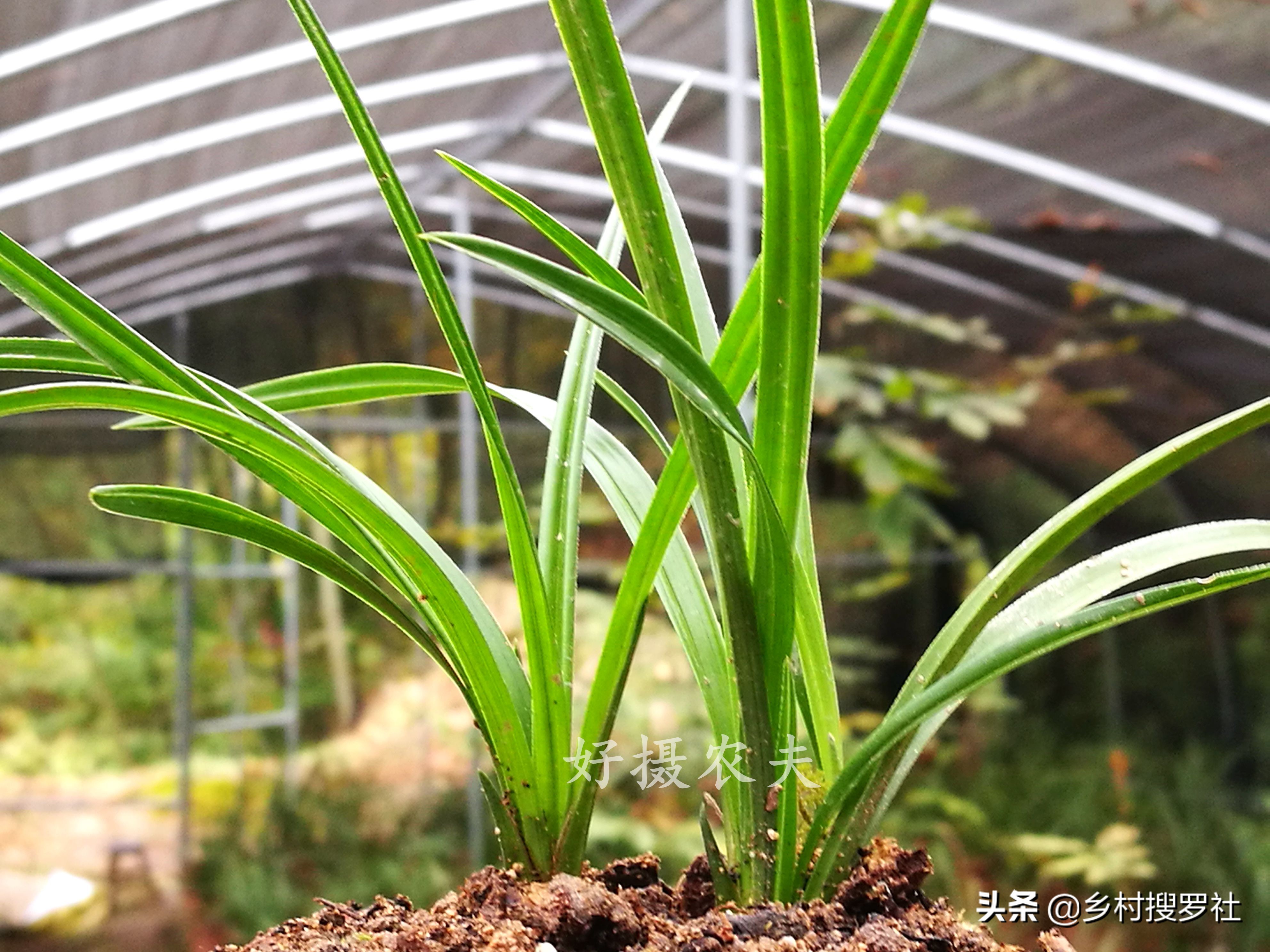 兰花用什么水喷叶子最好,兰花花朵有点干能不能喷点水雾