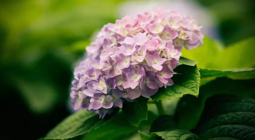 薄荷盆栽放在卧室对身体有害吗,卧室盆栽植物种什么好