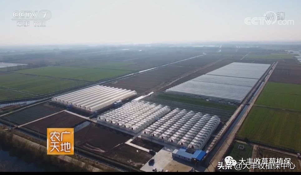 高架草莓和地栽草莓哪个贵,草莓低价种植技术有哪些