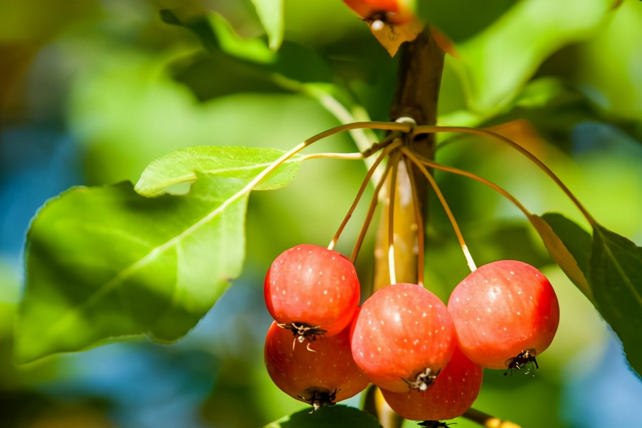 想吃水果不用买，栽一棵“小果树”，几个月就结果，南北方都可养