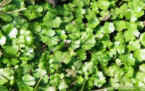 整合——28种青草药，赶快收藏备用！