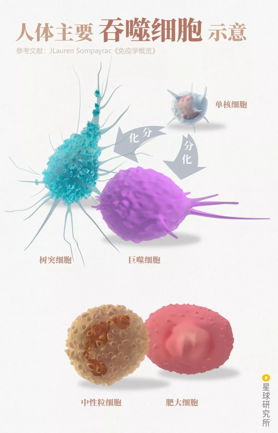 感染病毒后的168小时，你的体内都发生了什么？