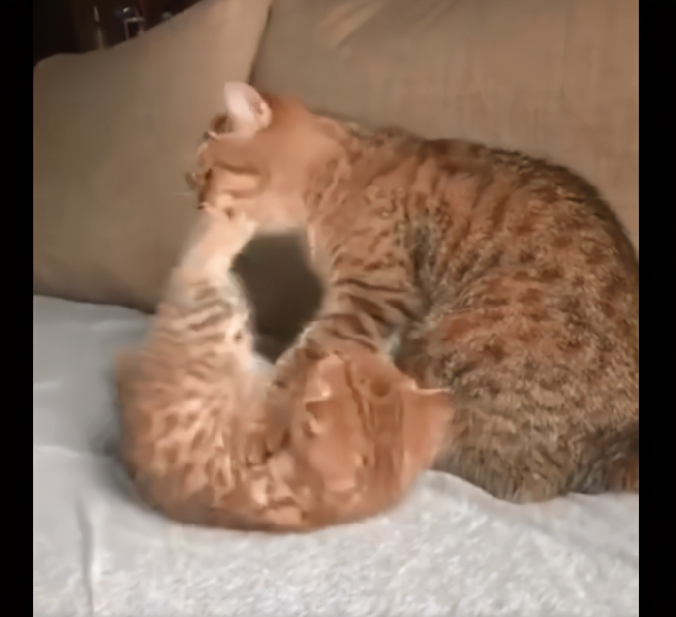 小奶猫被猫妈妈接纳,小奶猫撒娇人类忍不住揍小奶猫