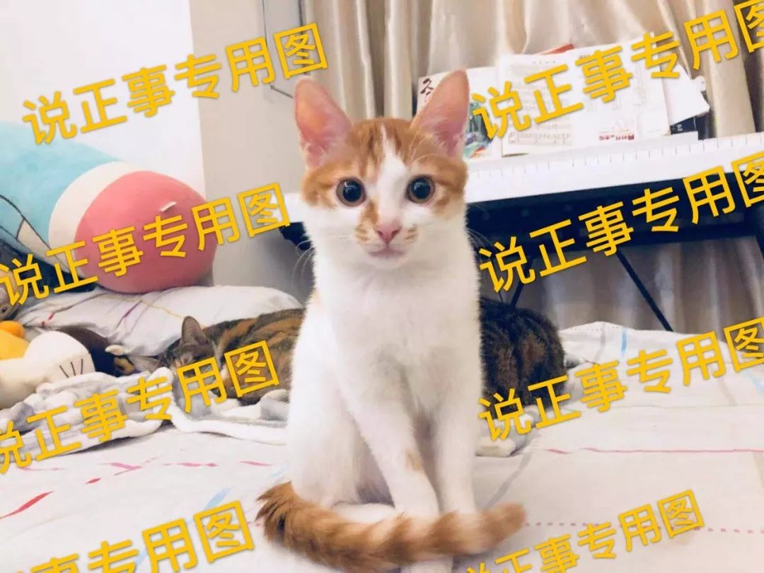 绝育针对狗有危害吗,绝育对猫猫残忍吗