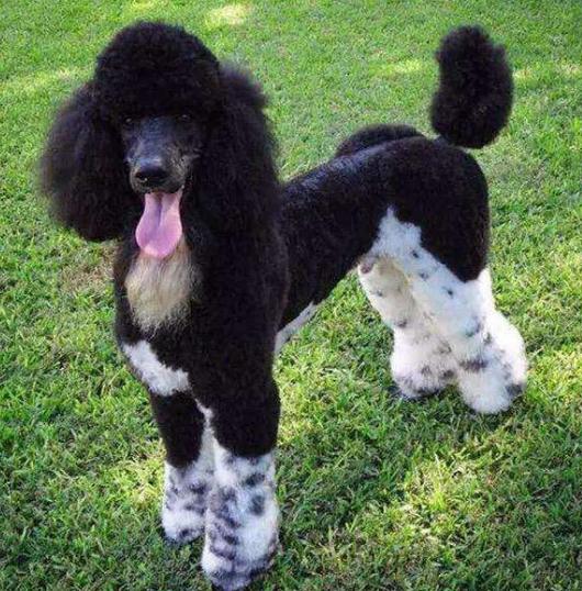 贵宾犬颜色分类图片,大家喜欢什么颜色的贵宾犬