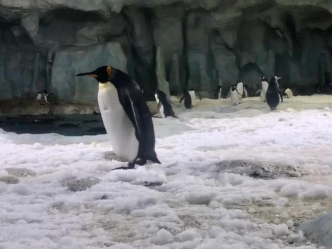 珠海长隆游玩攻略和时间,一月珠海长隆游玩攻略三天两晚