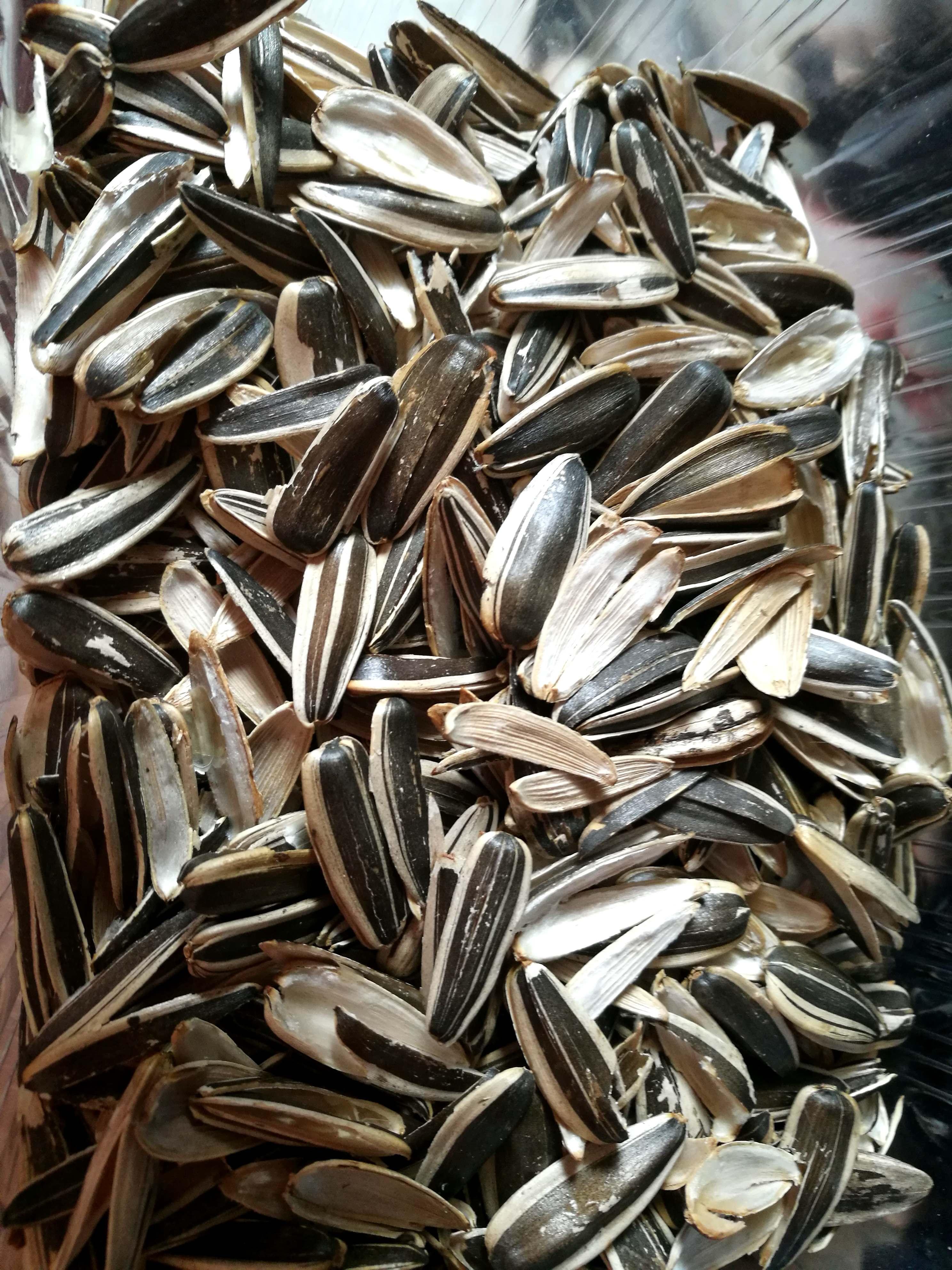 养吊兰君子兰学会1个小方法,君子兰吊兰怎么养才能长得快