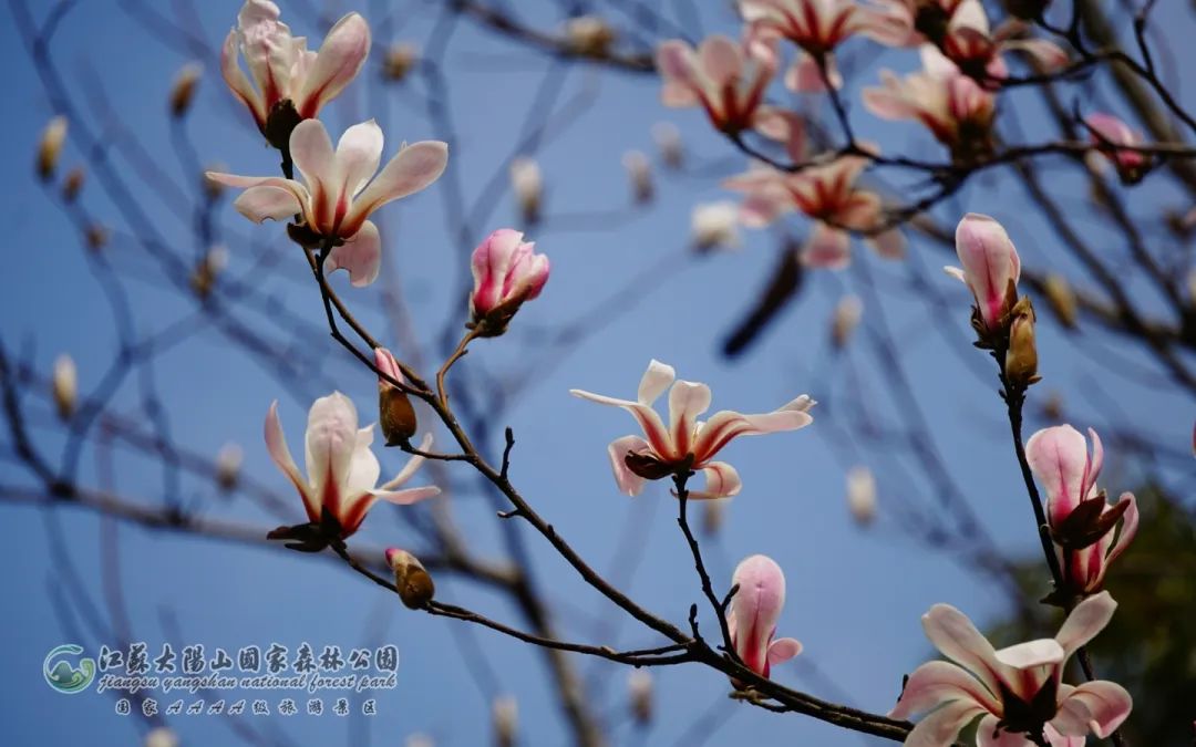 苏州赏花推荐景点有哪些,苏州赏花踏青攻略