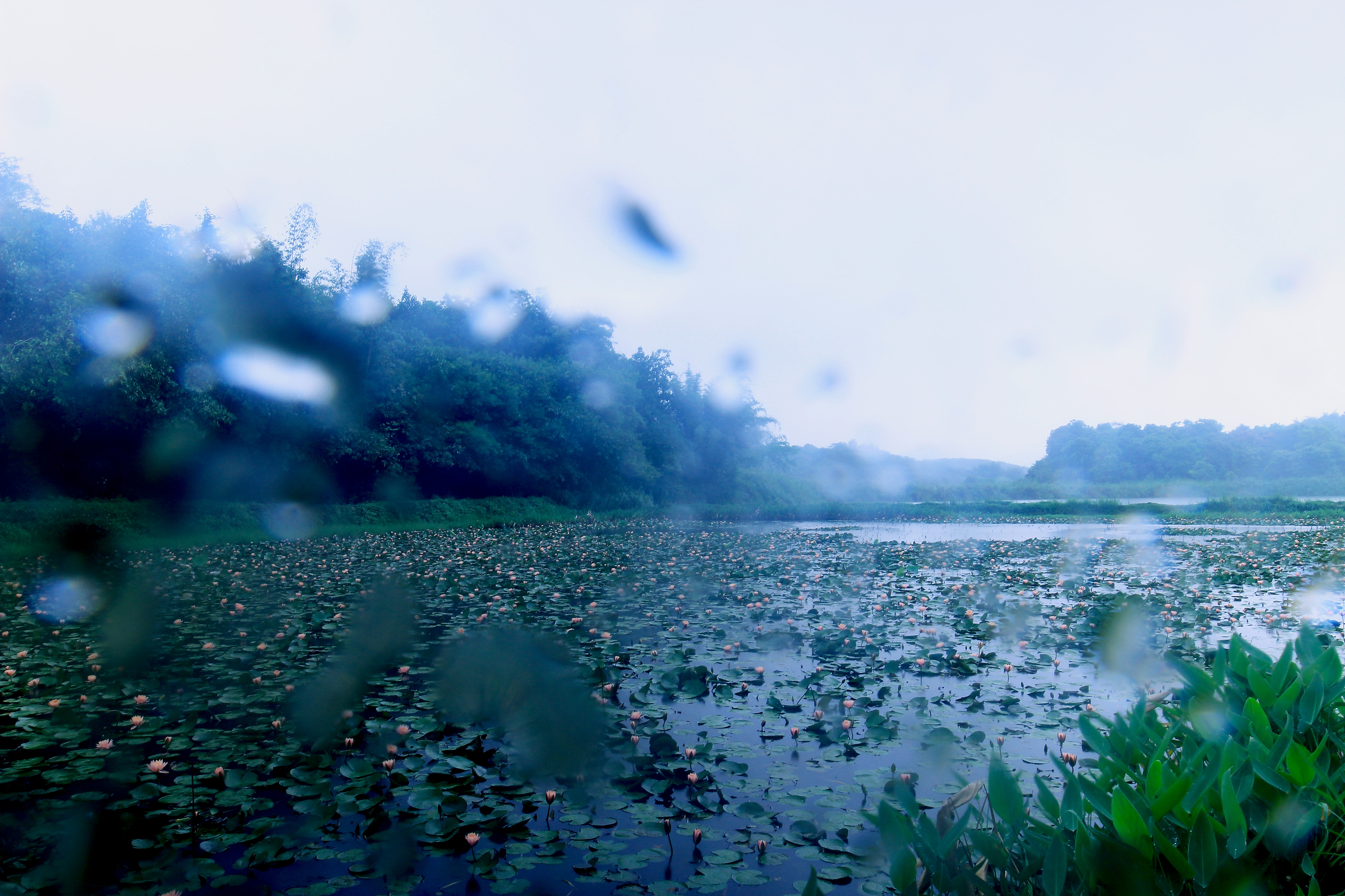 睡莲出尘的美,蔚蓝之美睡莲