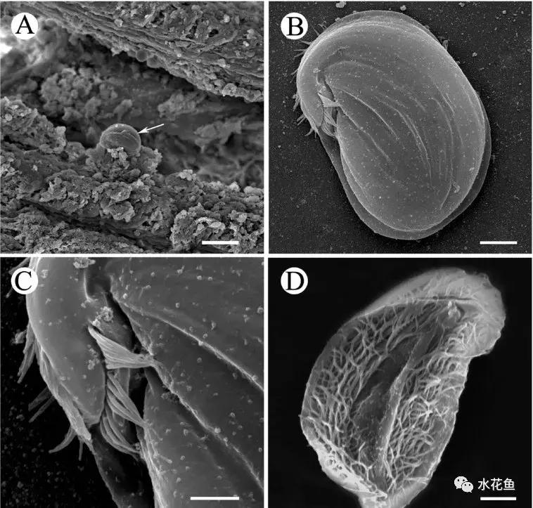 暴发“鱼瘟”救治时不可忽视寄生虫的危害---低温时节鱼类斜管虫病的症状及防治