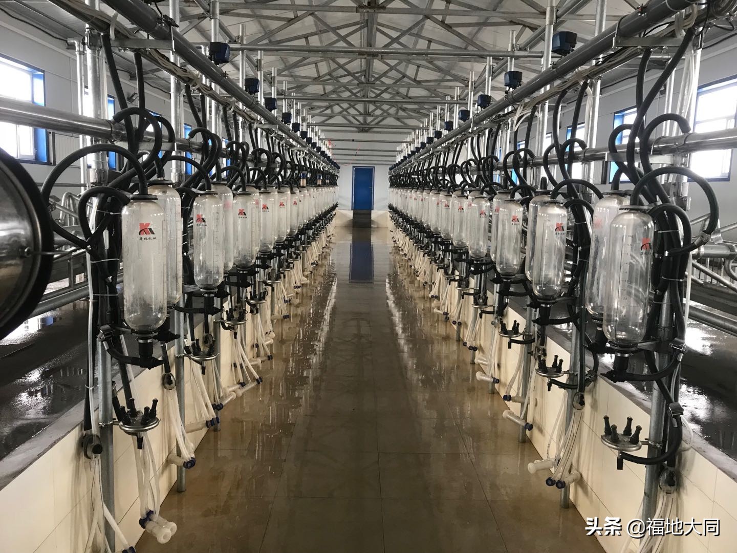 经济视点｜“南羊北调”四年，从零到全国第一！“大同”成功的背后……