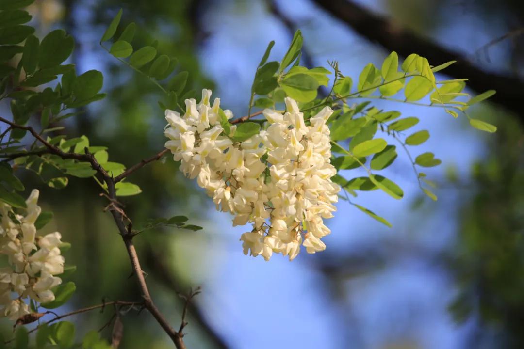 初夏槐花香，不妨摘一捧入膳，清热又解毒！随处可见，可惜很多人不懂得吃​