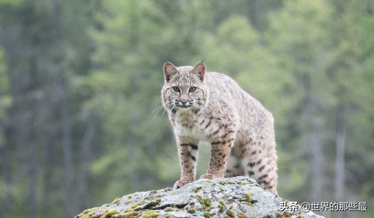 猫科动物日常捕食,大型猫科猛兽的进食