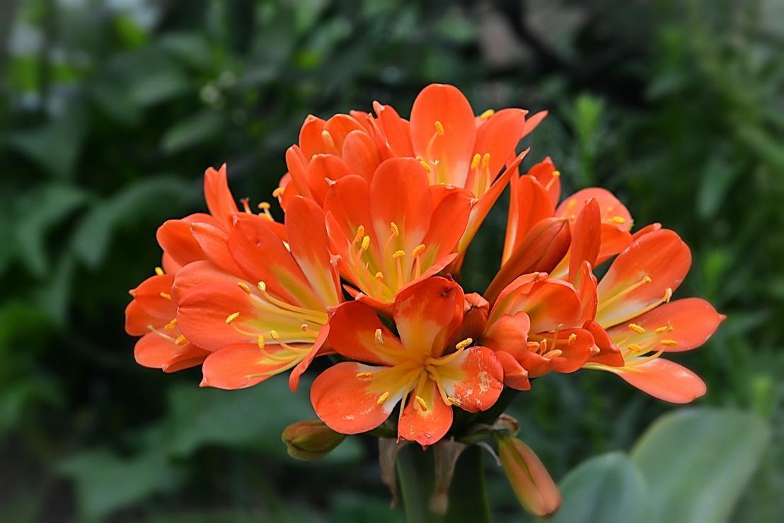 君子兰开花不出花苞是什么原因,君子兰出花苞怎样快速开花