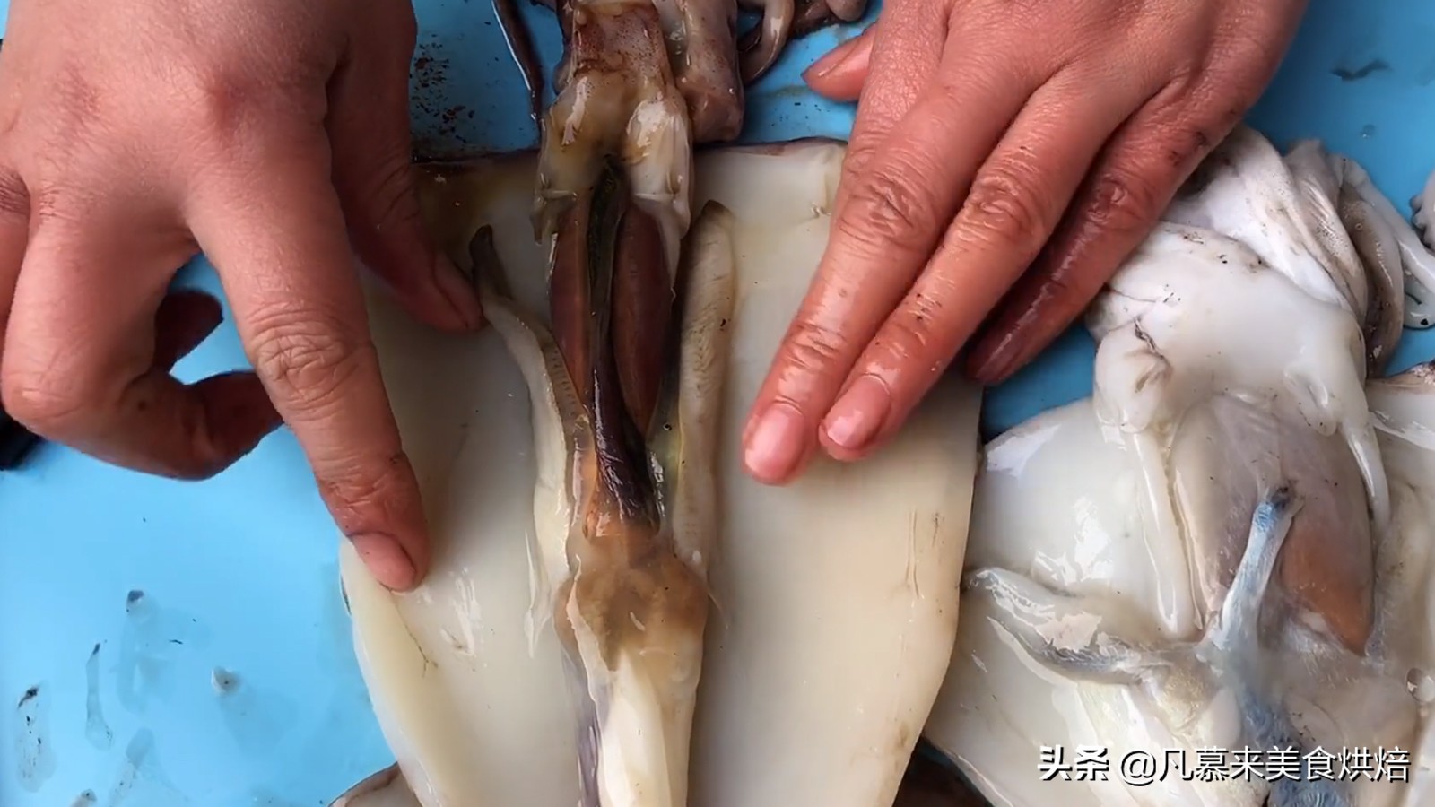 八爪鱼鱿鱼墨鱼海兔哪种好吃,鱿鱼海兔墨鱼八爪鱼区别