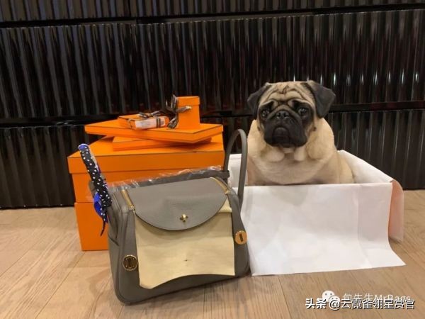 好看又大的宠物包,超好看的宠物包