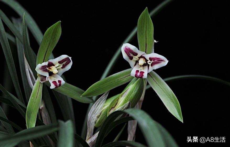 中国兰花名品录,春兰兰花名品大全