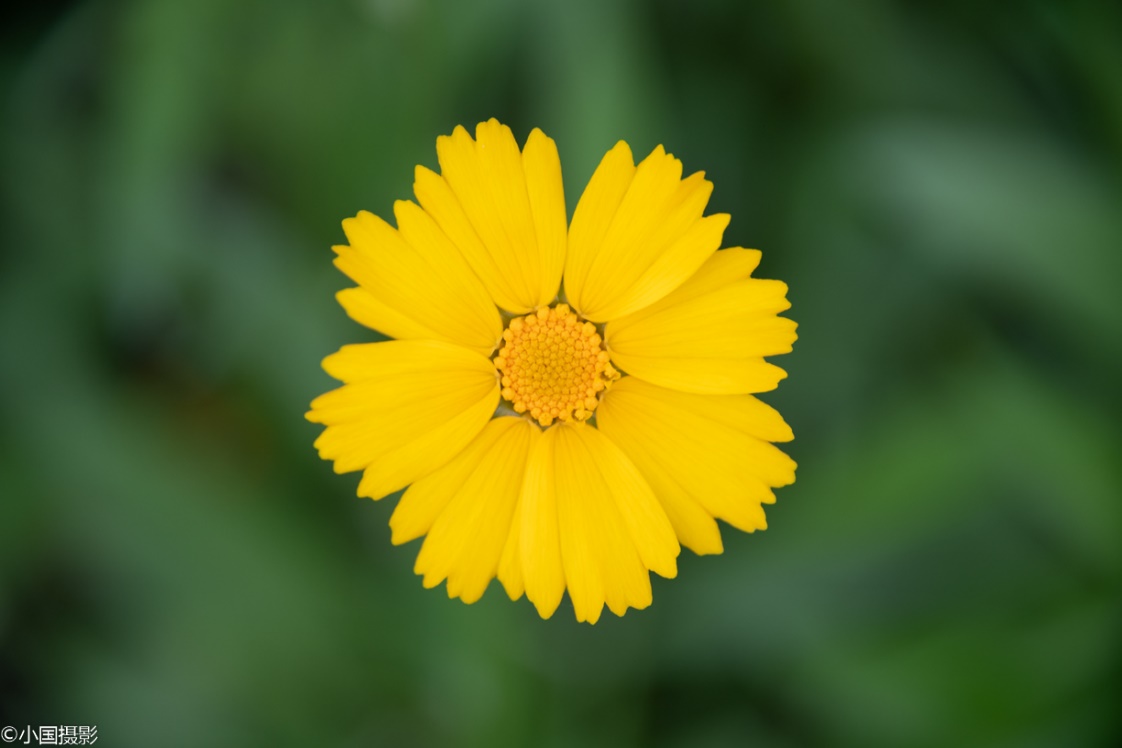 剑叶金鸡菊盆栽,重瓣剑叶金鸡菊图片