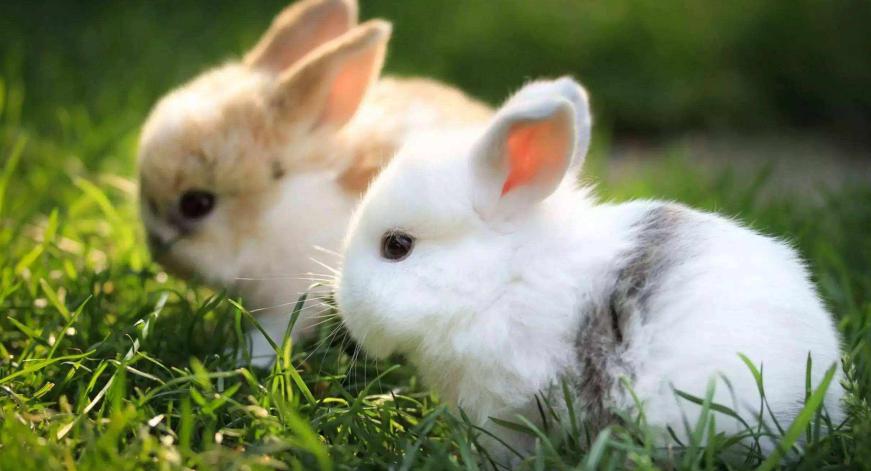 养殖长毛兔前景如何,养殖长毛兔