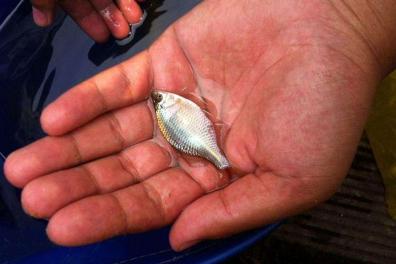 农村有一种鱼带点苦味叫什么鱼,农村常见的这种鱼竟然是大补药