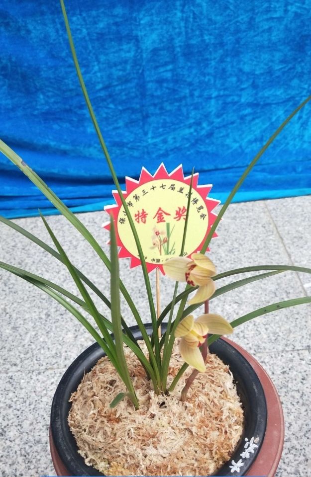 云南保山莲瓣兰姹紫嫣红,云南保山细叶莲瓣兰细节图