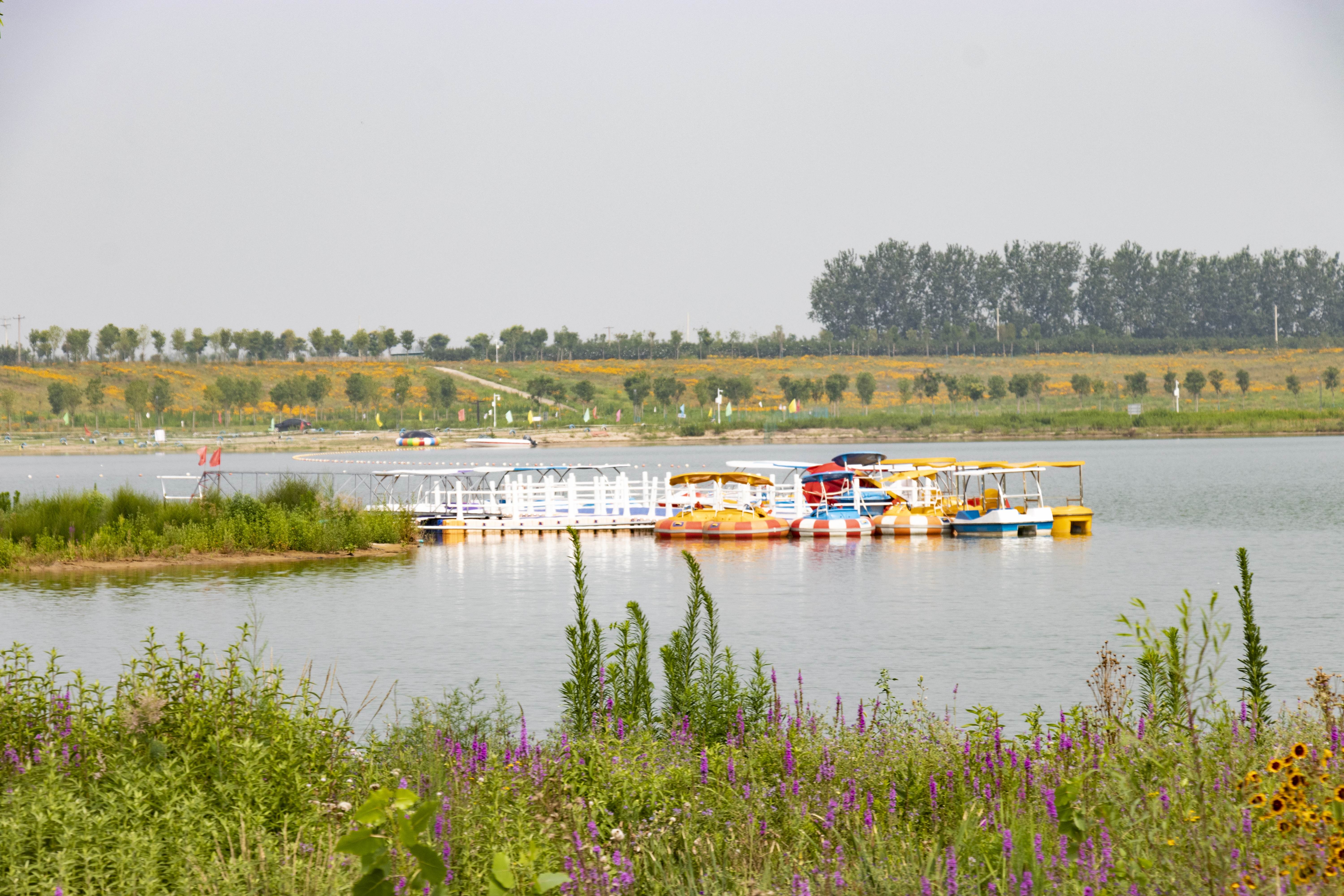 又一大片花海惊艳滹沱河,滹沱河生态景区滹沱花海