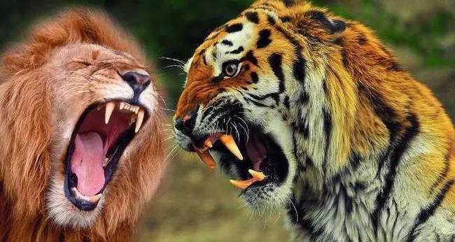 老虎vs狮子王,兽中之王狮子被老虎欺负