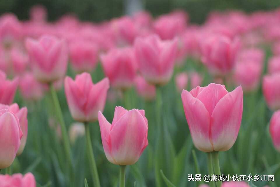 海宁梅园风景图片,海宁梅园