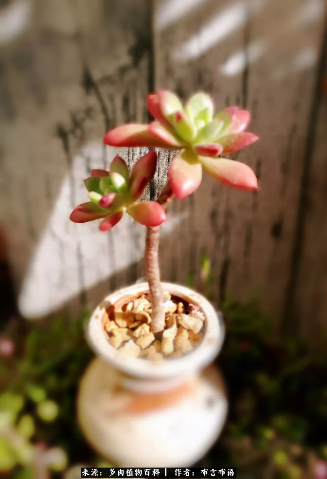 从多肉上感悟人生,多肉的真实生活感悟