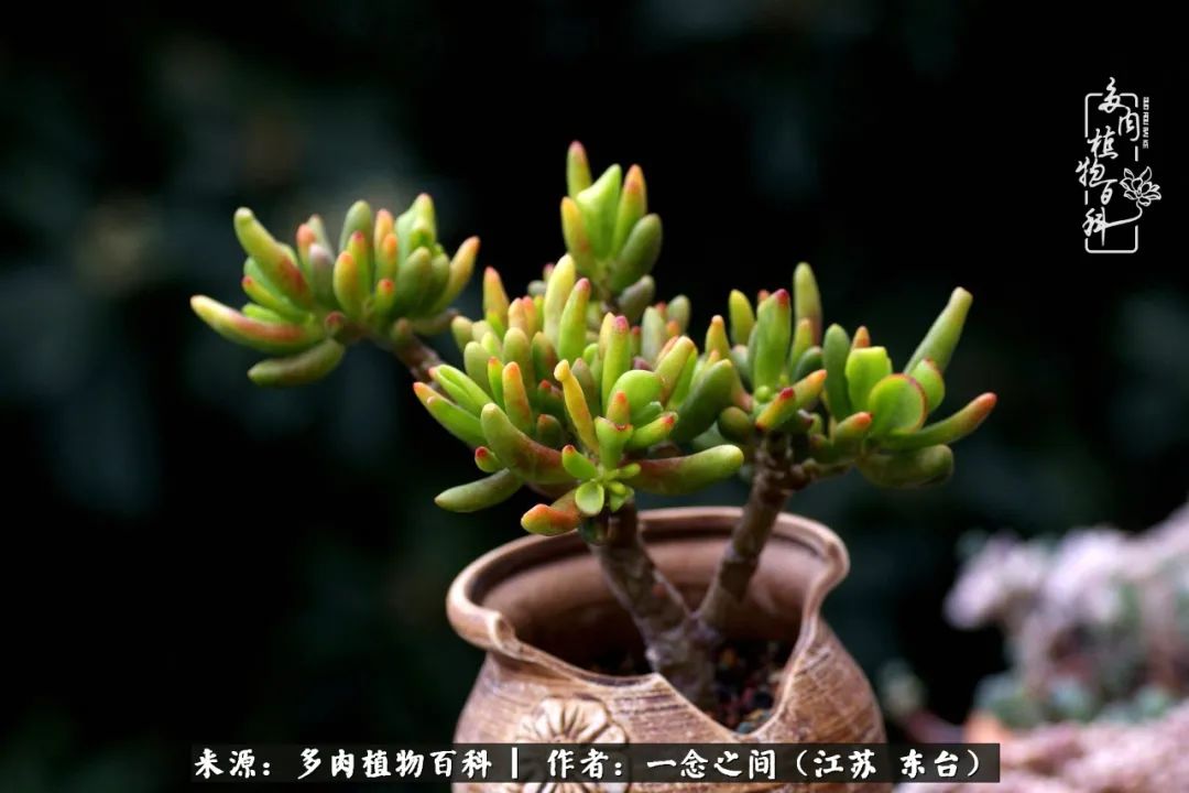 一见多肉误终生,一见多肉误终生从此入了养花坑