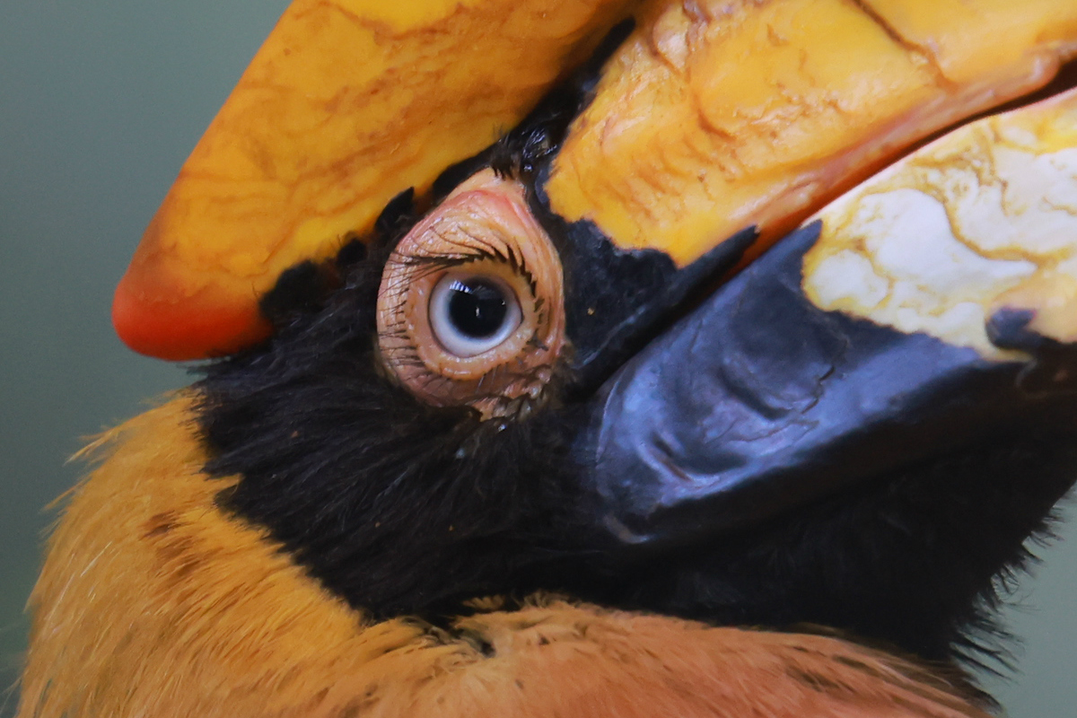 史上最轻便长焦利器佳能RF70-200mmF4L镜头评测