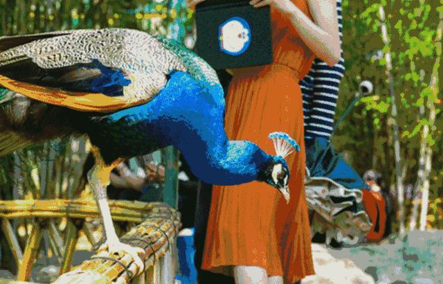 潍坊金宝乐园一日游价格,潍坊金宝乐园旅游攻略