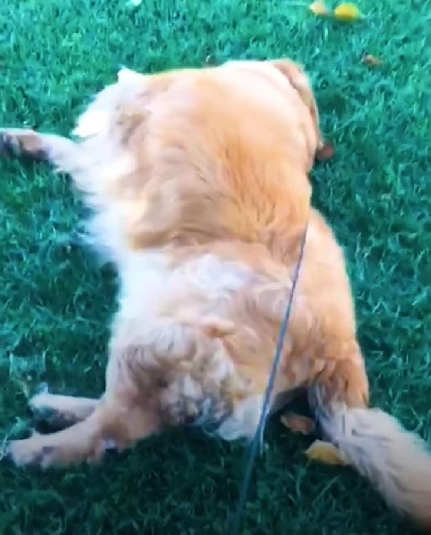 136斤金毛背宽能打麻将吗,136斤金毛背宽