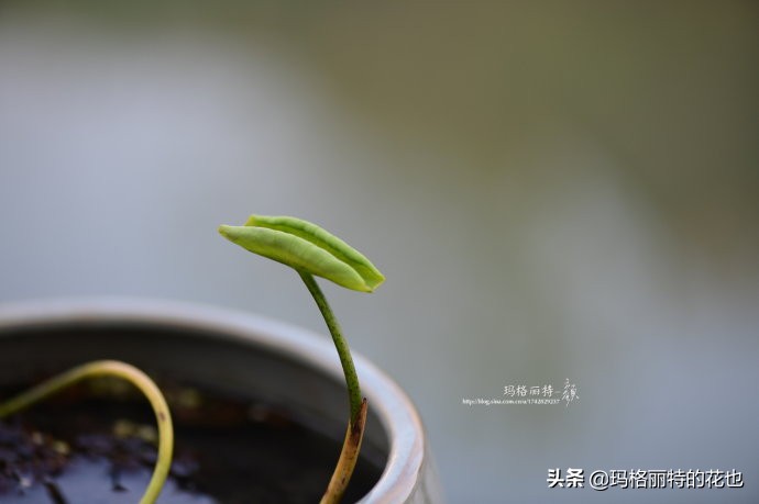 碗莲需要重复种植吗,碗莲种植不容易