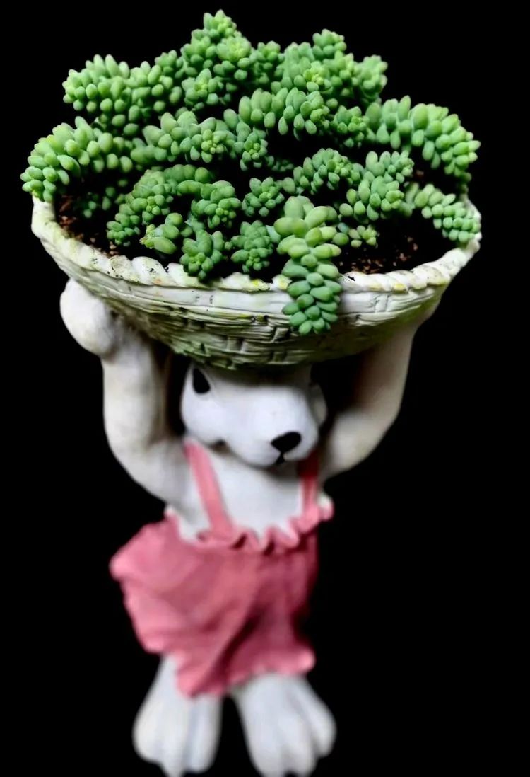 一盆仙人掌和一盆月季的故事,一个多肉的故事