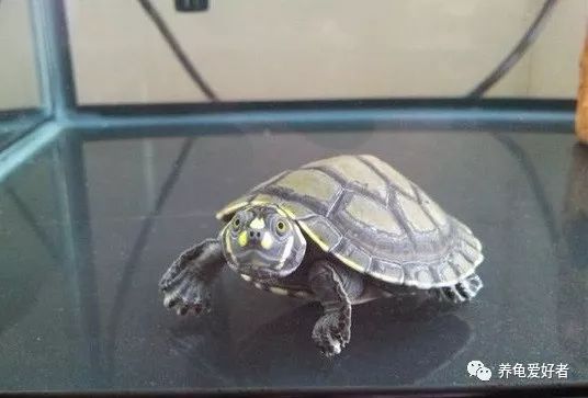 龟龟生病不吃东西喂点什么药,龟为什么养了一段时间就变味了