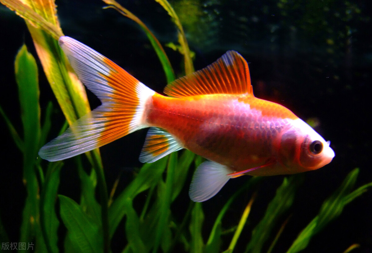 养鱼换水多少天换一次,养鱼换水换一半好还是全部换好