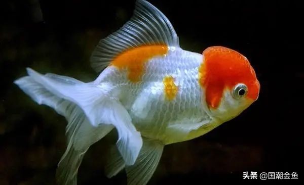 最有特点的金鱼,传统老三样金鱼