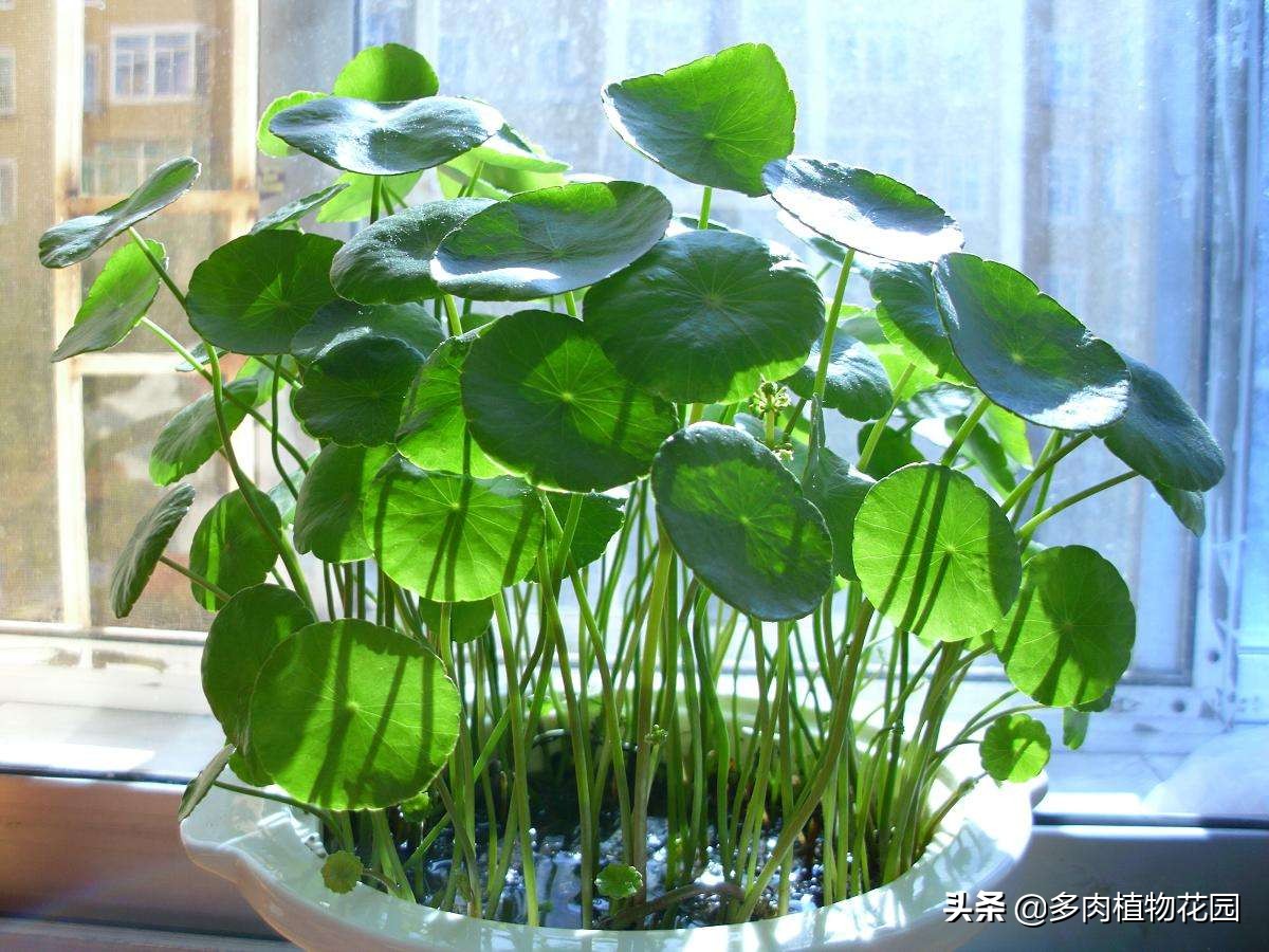 养花小妙招让你的花养得更加棒,新手养花小技巧学会才能养好花